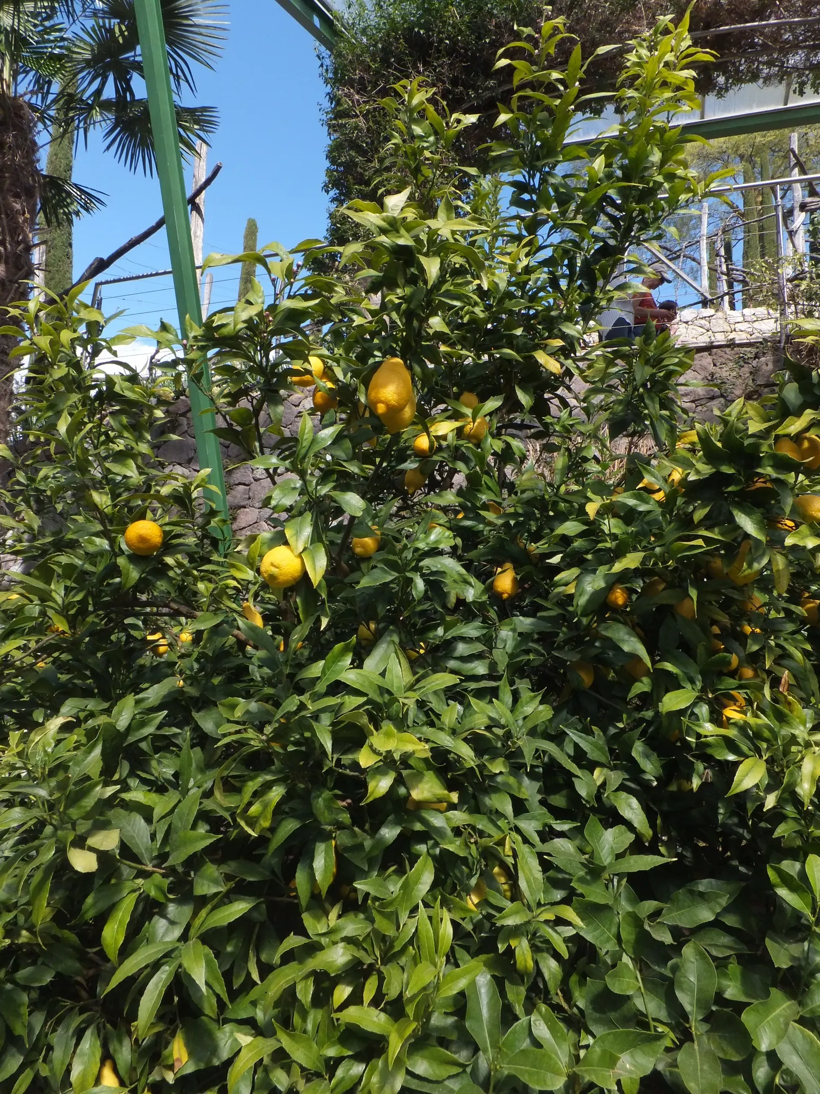 Lemon (Citrus Limon Cv.) — Fruit production is heavy; tree with white blooms