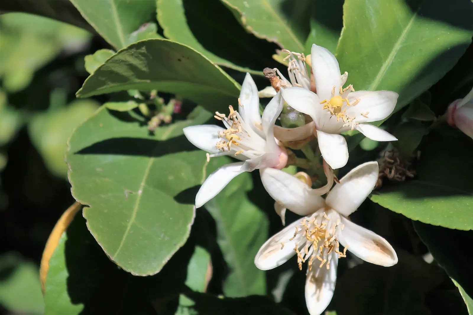 Lemon (Citrus Limon Cv.) — necessitating at least 6 to 8 hours of direct sunlight daily
