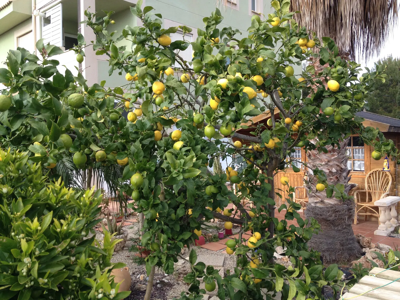 Lemon (Citrus Limon Cv.) — Ideal for USDA zones 9-11, it thrives in full sun and well-draining soil; but are sensitive to overwatering