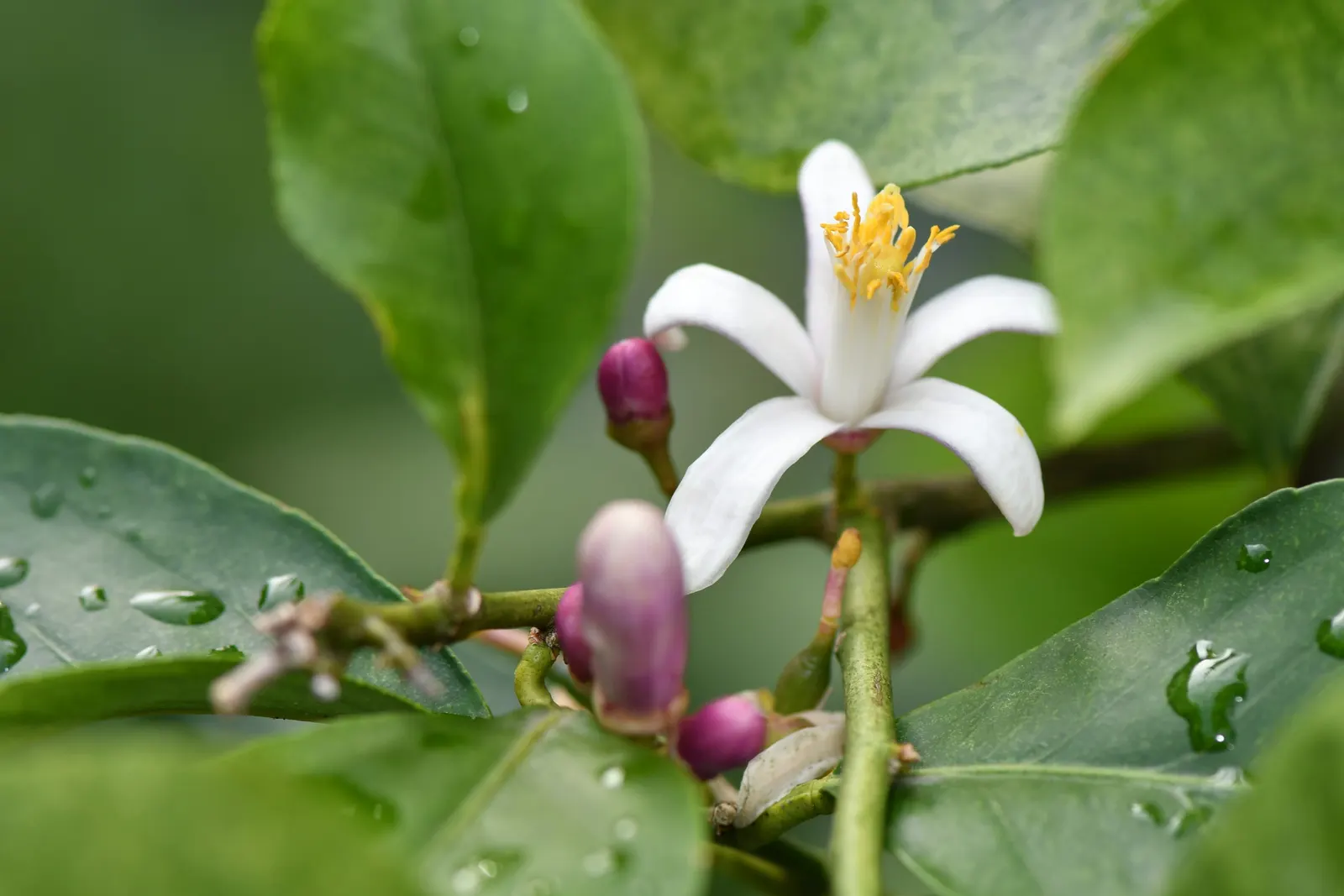 Lemon (Citrus Limon Cv.) — requiring moderate water and maintenance; but keep in mind that dwarf varieties are also available