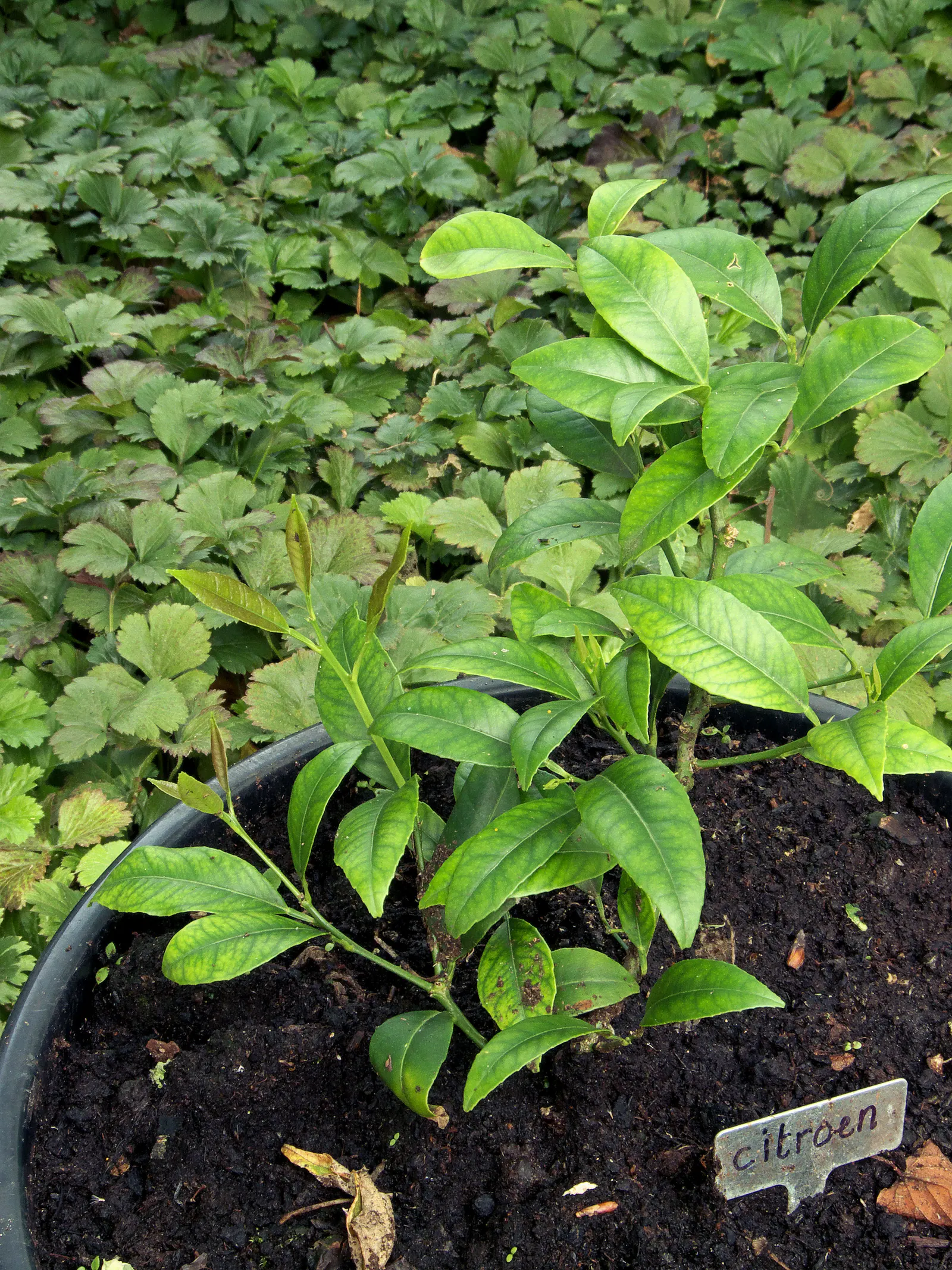 Lemon (Citrus Limon Cv.) — Lemons enhance landscapes with their year-round visual and culinary appeal