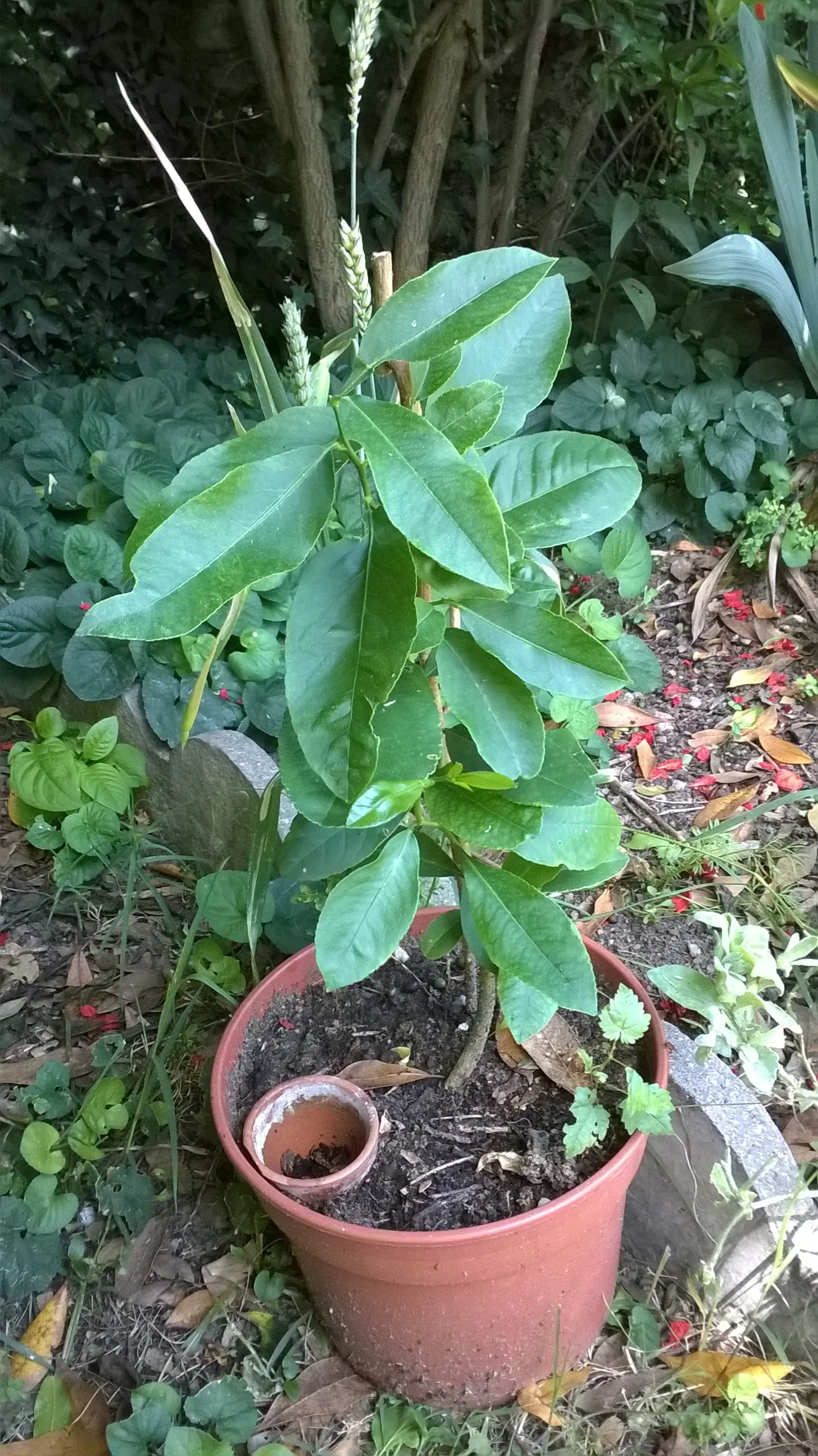 Lemon (Citrus Limon Cv.) — it typically reaches heights between 10 to 20 feet with a similar spread; it boasts fragrant white flowers and glossy green leaves