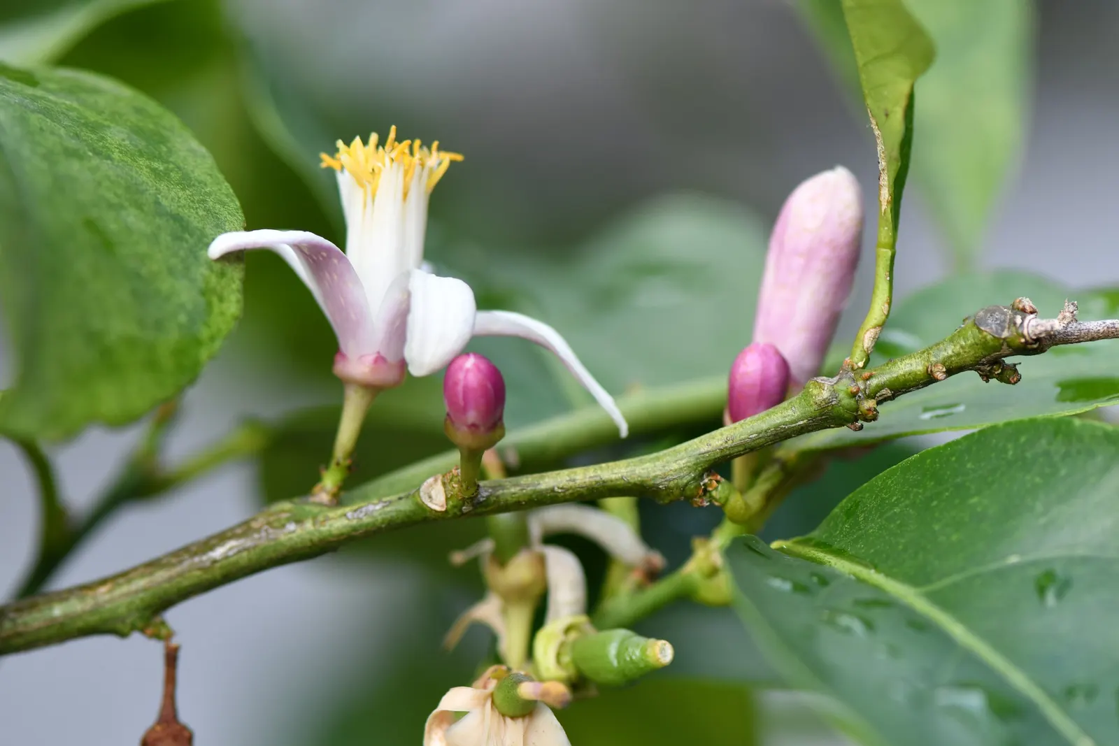 Lemon (Citrus Limon Cv.) — It boasts fragrant white flowers and glossy green leaves; which can be suitable for smaller landscapes or container gardening