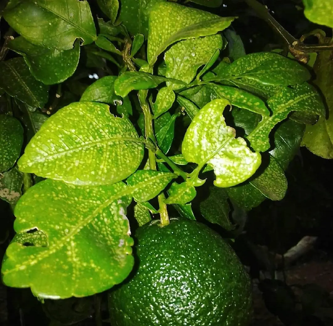 Lemon (Citrus Limon Cv.) — glossy ovate leaves that range from 2.5 to 4.5 inches long; is a vibrant evergreen tree reaching up to 20 feet tall with a spread of