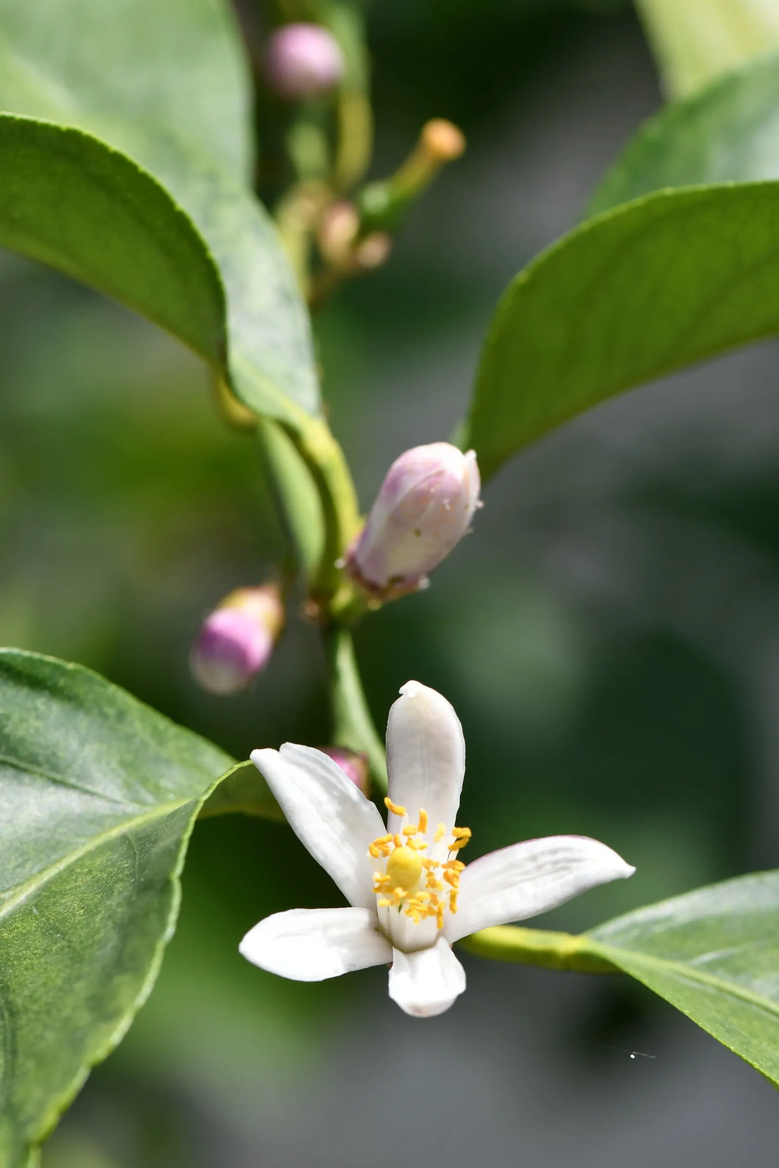 Lemon (Citrus Limon Cv.) — Fruit production is heavy