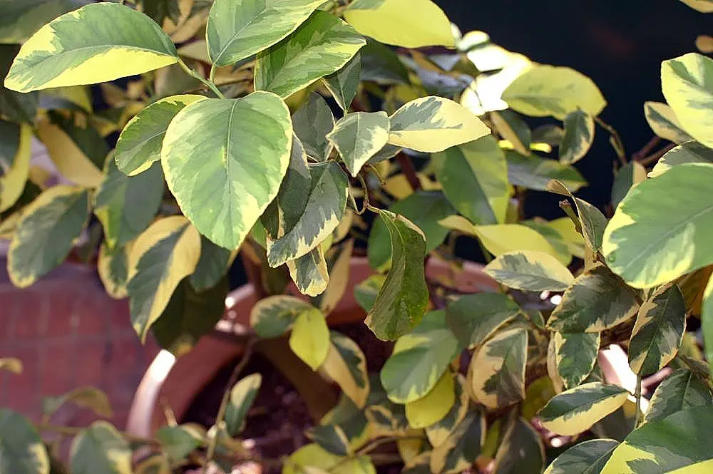 Lemon (Citrus Limon Cv.) — which are not only visually appealing but also attract pollinators to the garden