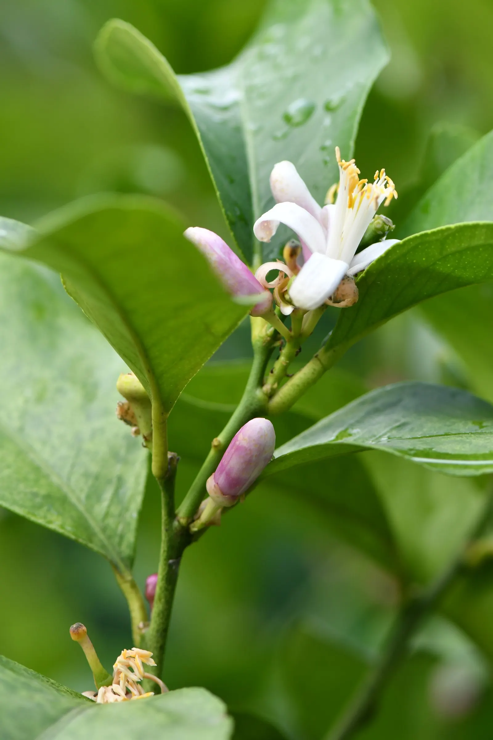 Lemon (Citrus Limon Cv.) — but are sensitive to overwatering