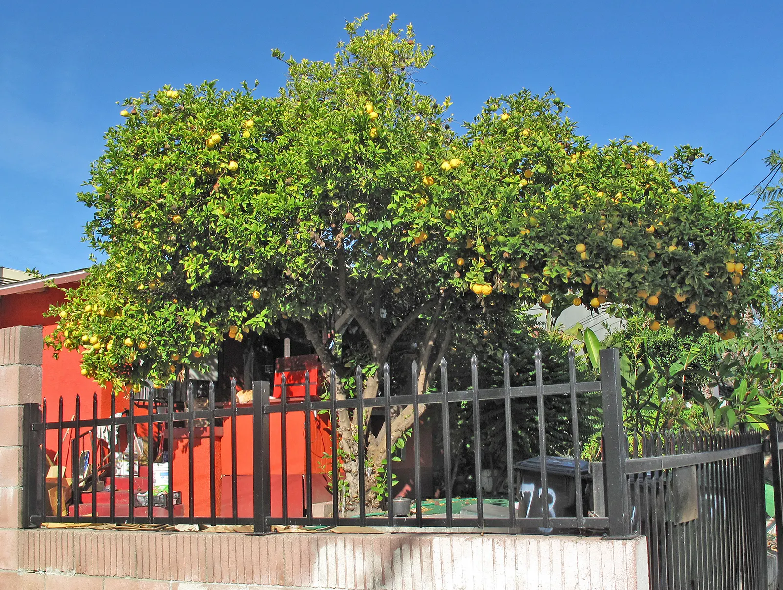 Lemon (Citrus Limon Cv.) — scientifically referred to as Citrus limon cv.
