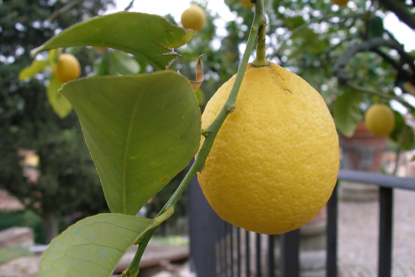 Lemon (Citrus Limon Cv.) — is an evergreen fruiting tree highly prized for its culinary versatility and aromatic qualities; especially during the fruiting