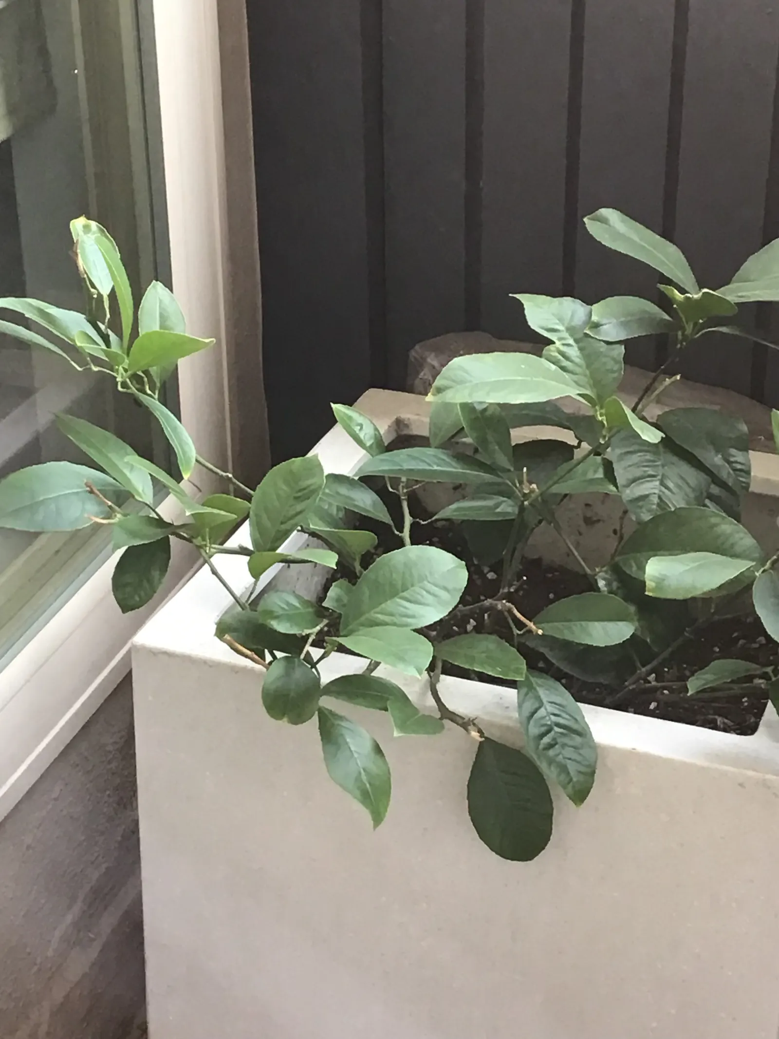 Lemon (Citrus Limon Cv.) — but keep in mind that dwarf varieties are also available; it typically reaches heights between 10 to 20 feet with a similar spread