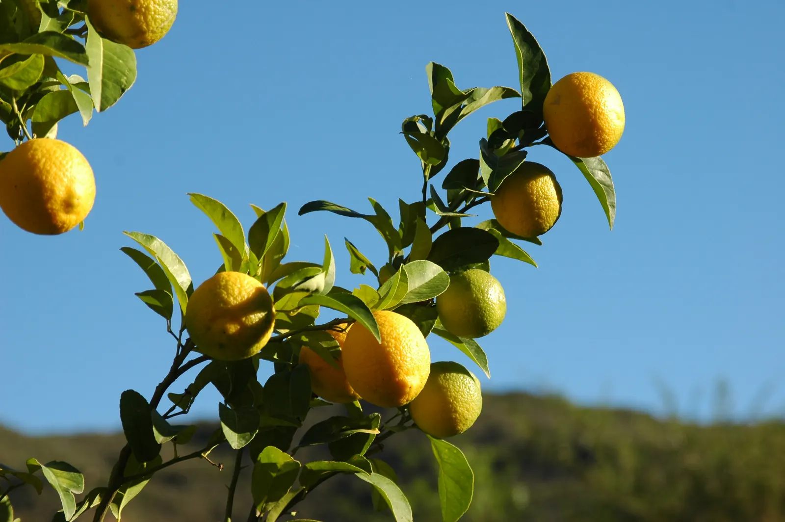 Lemon (Citrus Limon Cv.) — is a vibrant evergreen tree reaching up to 20 feet tall with a spread of 15 feet