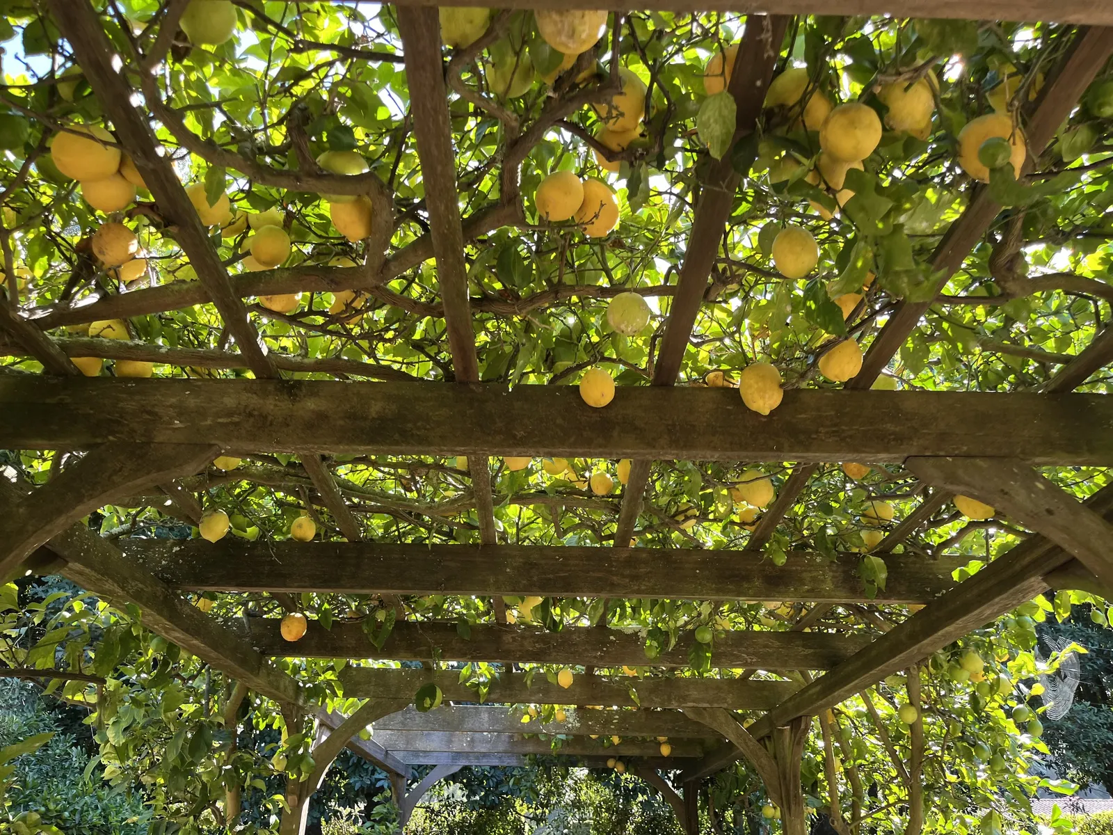 Lemon (Citrus Limon Cv.) — These blooms give way to the iconic bright yellow lemons; the foliage provides a year-round lush aesthetic