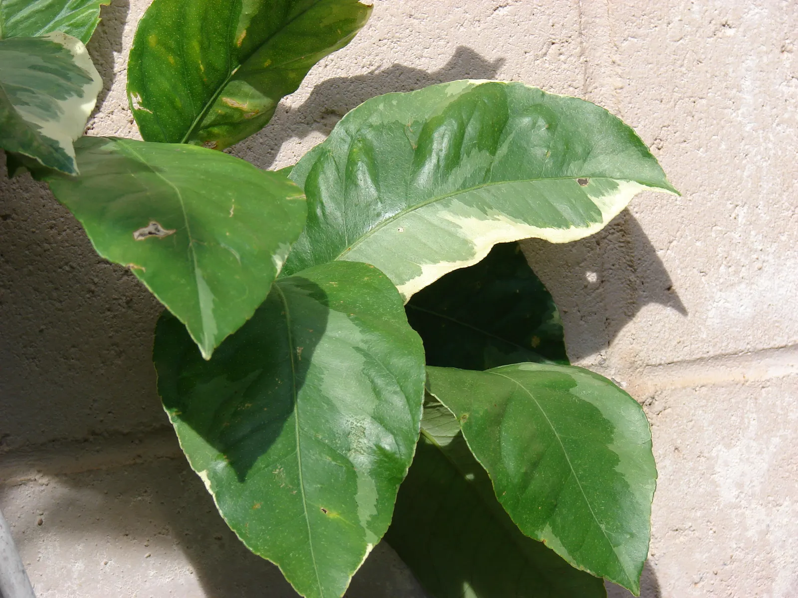 Lemon (Citrus Limon Cv.) — Pruning is generally light, only required to remove dead wood and maintain the desired shape and structure; lemons enhance