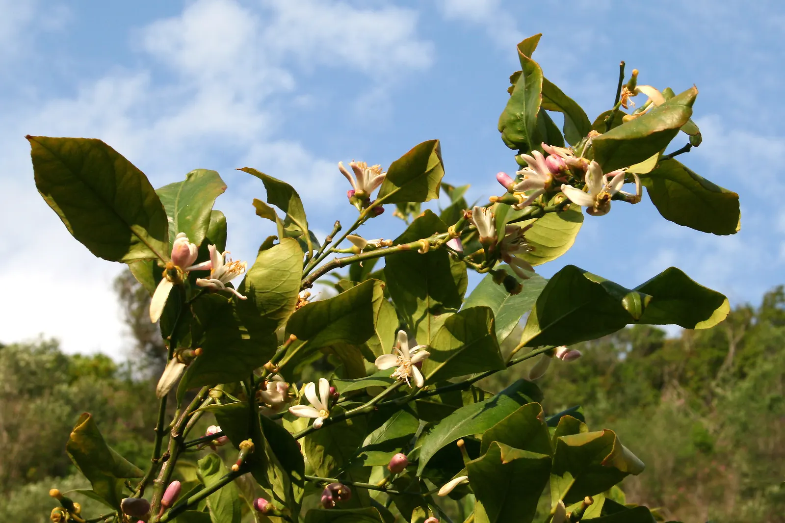 Lemon (Citrus Limon Cv.) — which can be suitable for smaller landscapes or container gardening