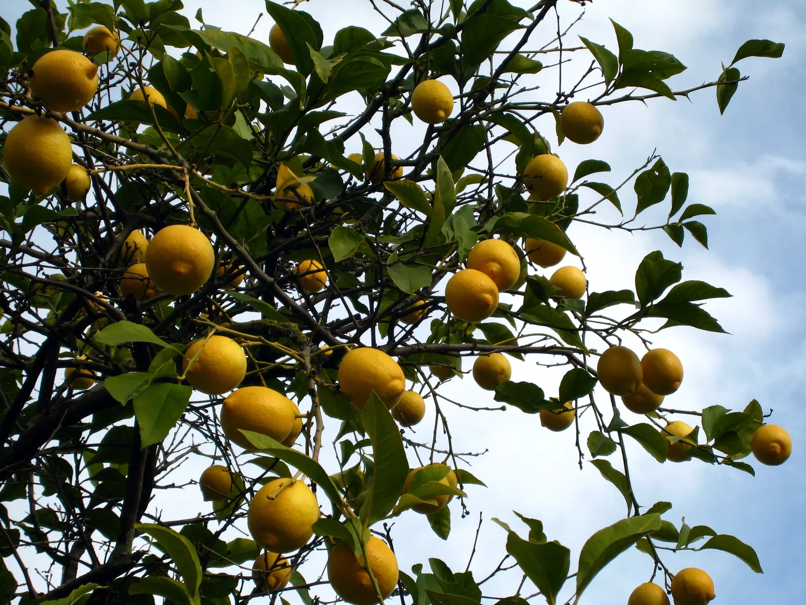 Lemon (Citrus Limon Cv.) — which usually measure about 2 to 3 inches in diameter; fruit production is heavy