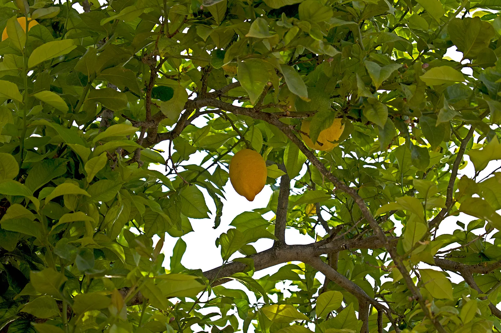 Lemon (Citrus Limon Cv.) — and can continue throughout the year in milder climates.<br><br>Lemon trees require regular watering