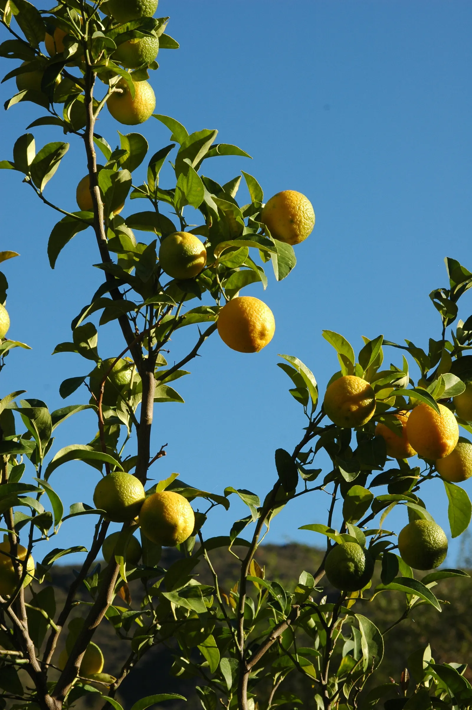 Lemon (Citrus Limon Cv.) — is a vibrant evergreen tree reaching up to 20 feet tall with a spread of 15 feet; ideal for USDA zones 9-11, it thrives in full sun