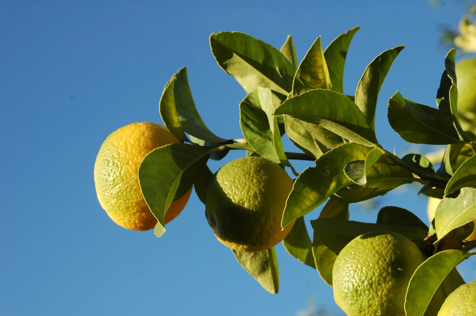 Lemon (Citrus Limon Cv.) — bright yellow fruit (2-3 inches in diameter); which are not only visually appealing but also attract pollinators to the garden
