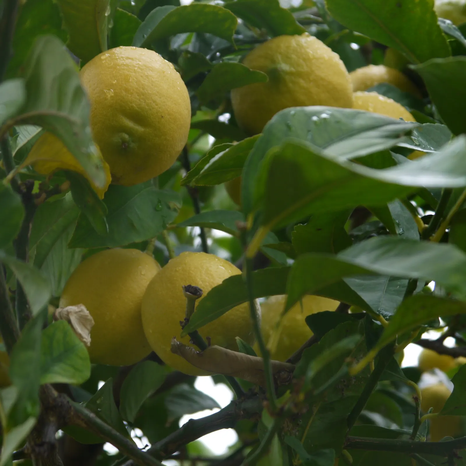 Lemon (Citrus Limon Cv.) — which can be suitable for smaller landscapes or container gardening; necessitating at least 6 to 8 hours of direct sunlight daily