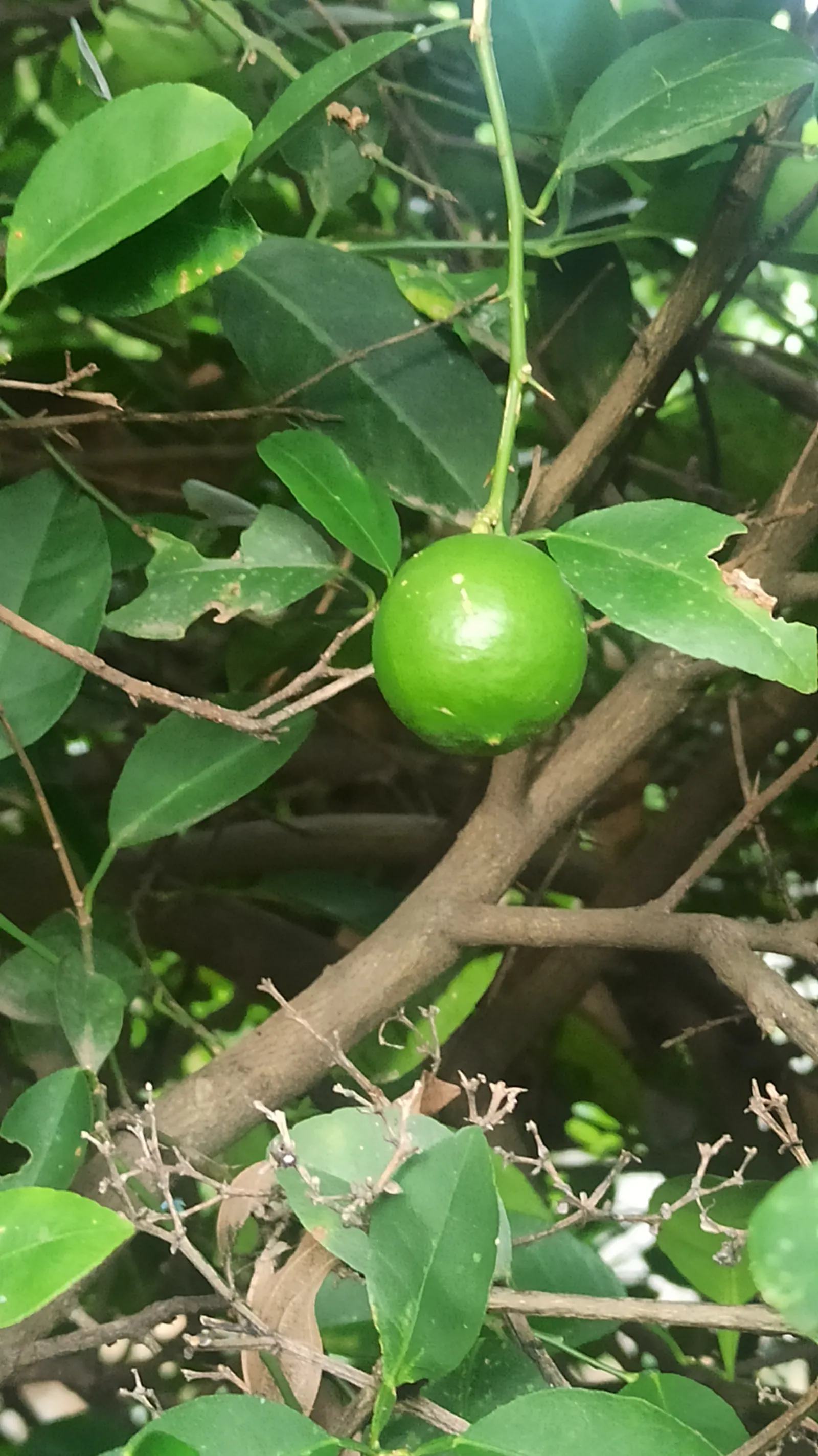Lemon (Citrus Limon Cv.) — and can continue throughout the year in milder climates.<br><br>Lemon trees require regular watering; glossy ovate leaves that range