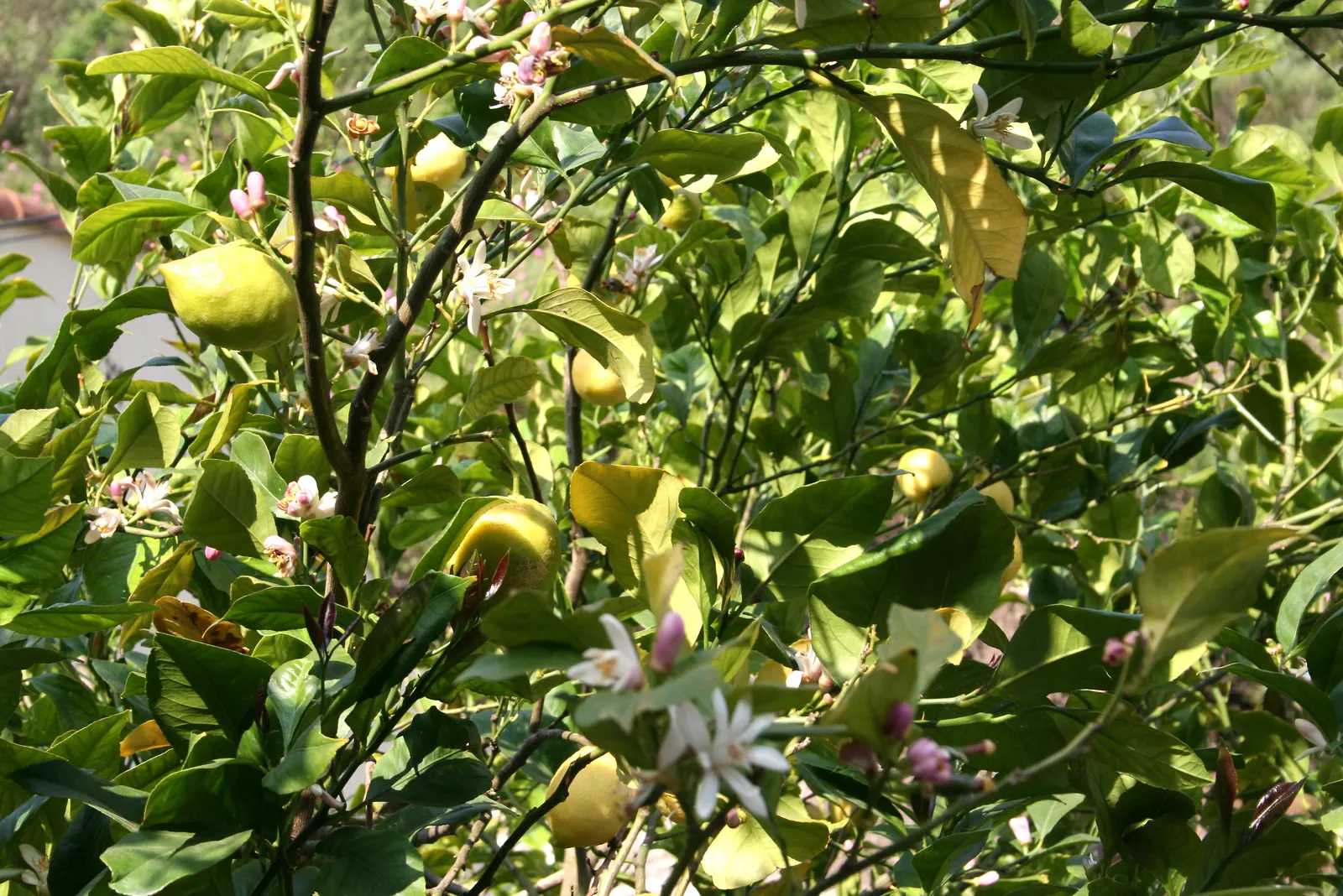 Lemon (Citrus Limon Cv.) — These blooms give way to the iconic bright yellow lemons