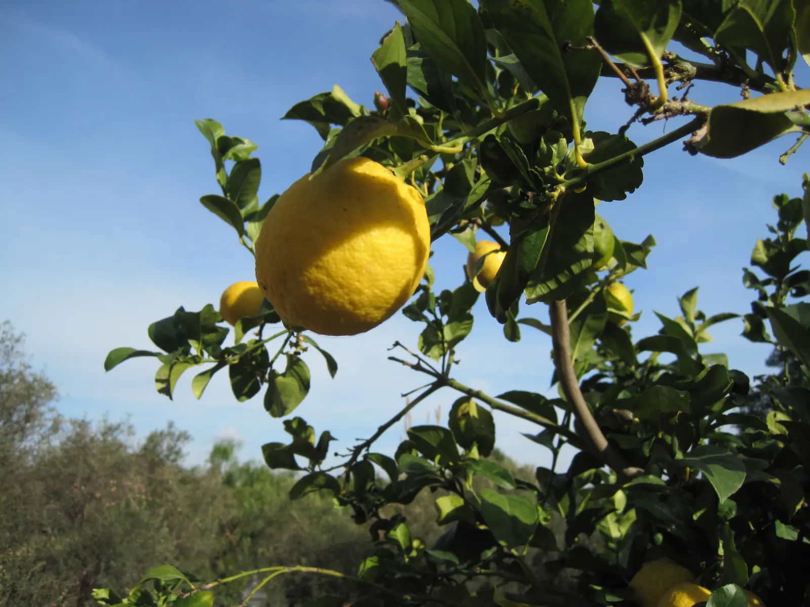 Lemon (Citrus Limon Cv.) — but keep in mind that dwarf varieties are also available