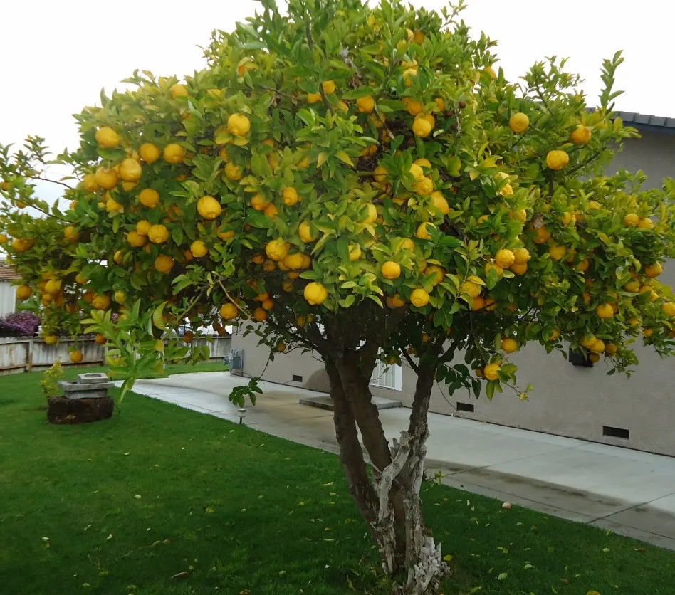 Lemon (Citrus Limon Cv.) — but are sensitive to overwatering; white flowers in the garden