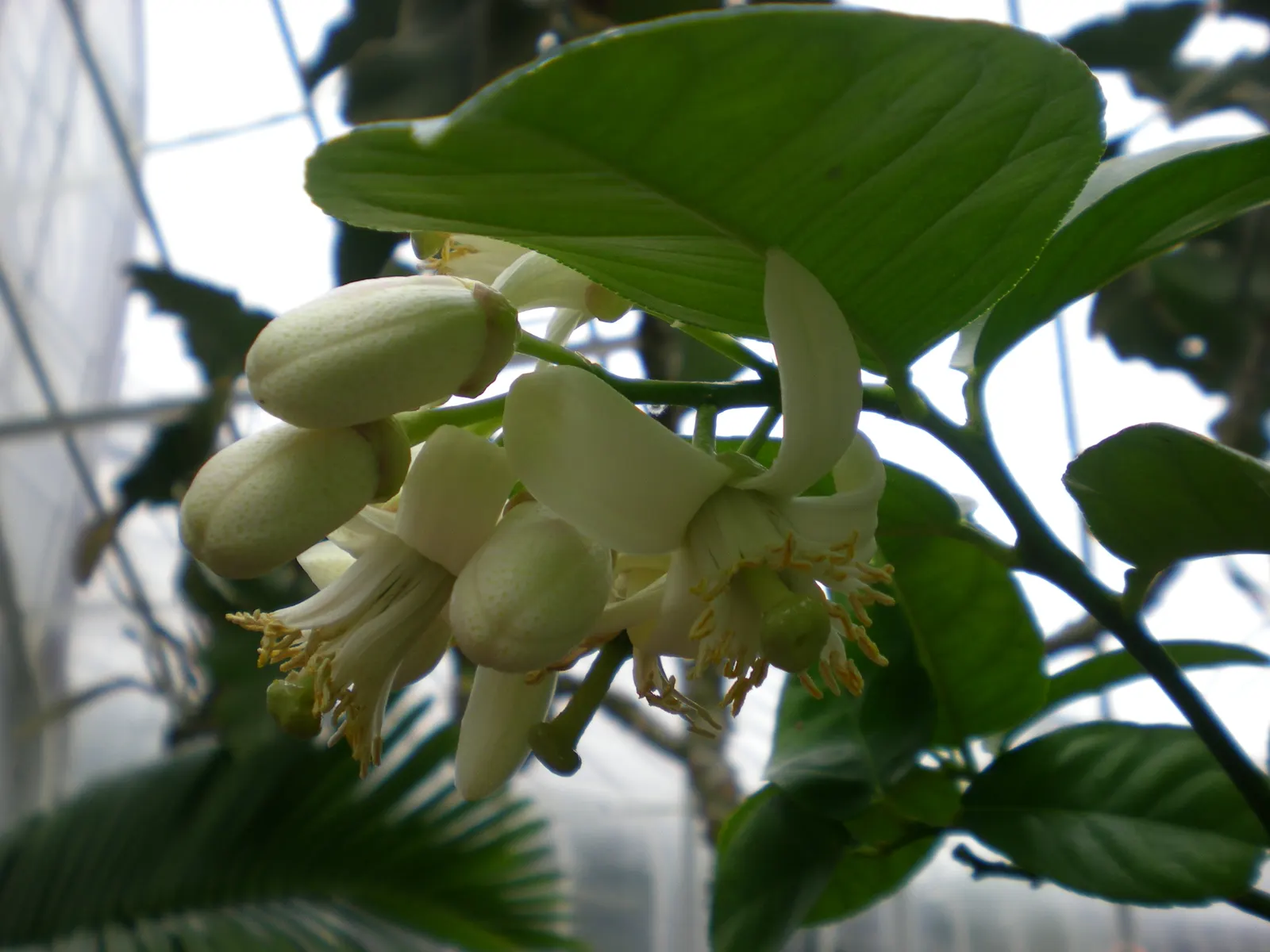Lemon (Citrus Limon Cv.) — beginning as early as the second or third year; requiring moderate water and maintenance