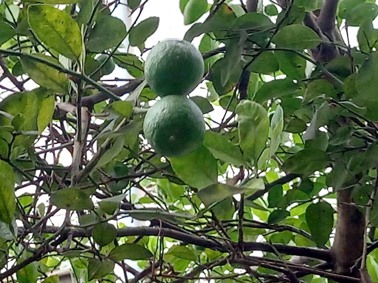Lemon (Citrus Limon Cv.) — especially during the fruiting season; which usually measure about 2 to 3 inches in diameter