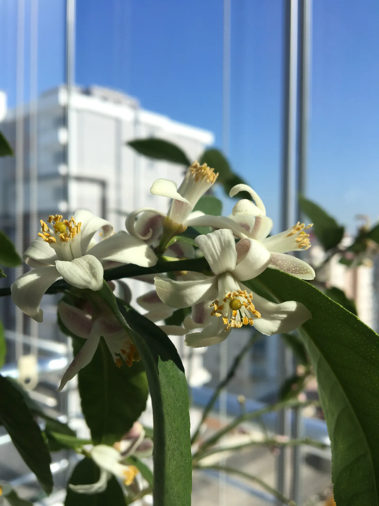 Lemon (Citrus Limon Cv.) — tree for full