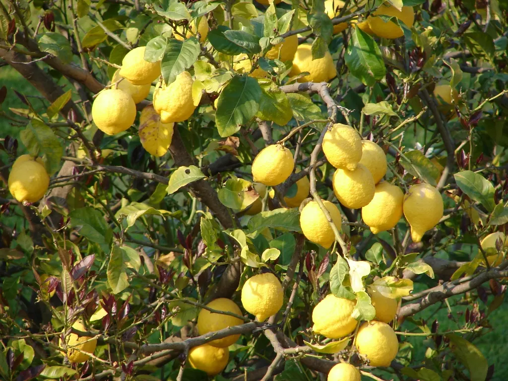 Lemon (Citrus Limon Cv.) — Ideal for USDA zones 9-11, it thrives in full sun and well-draining soil