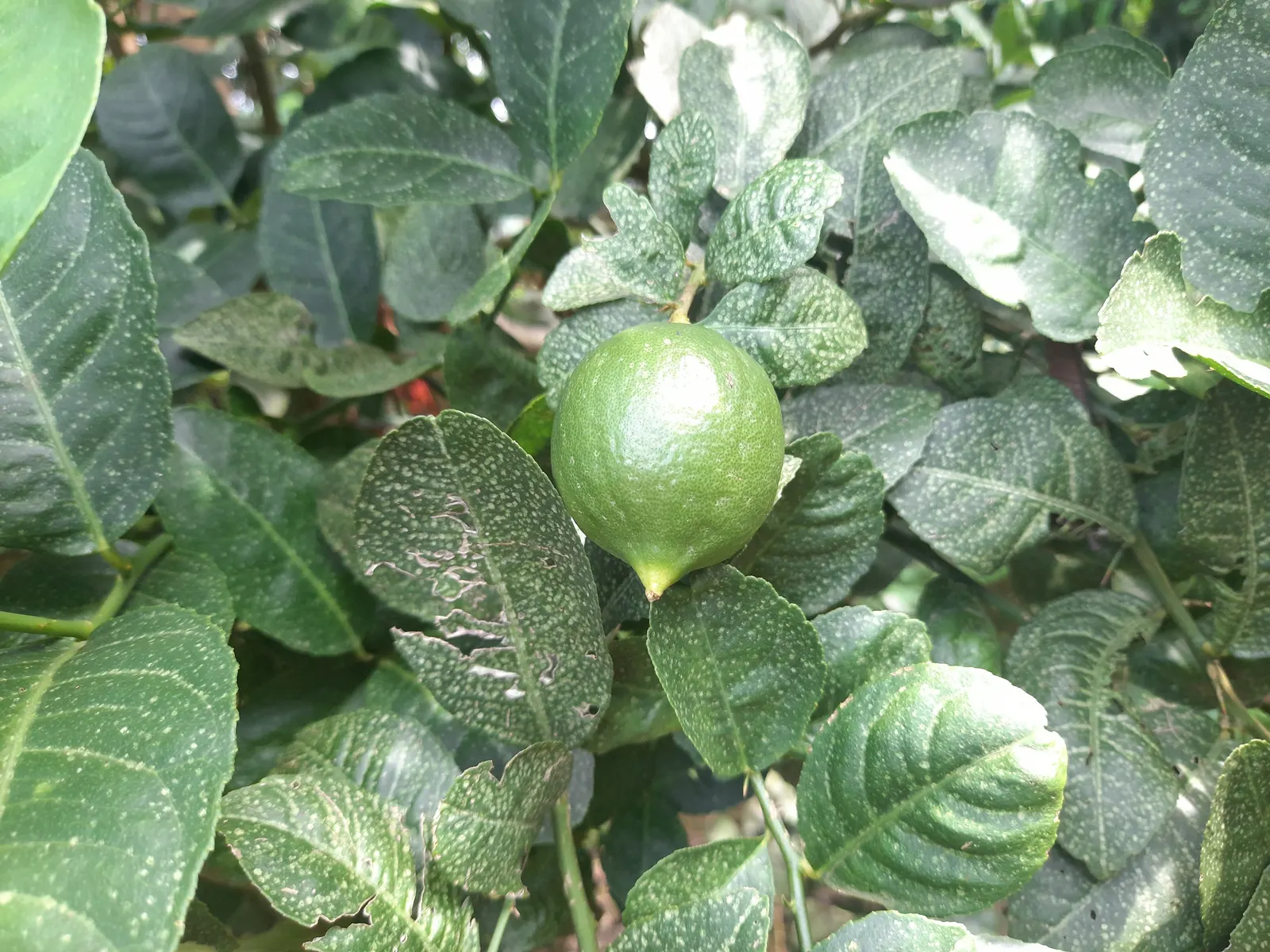 Lemon (Citrus Limon Cv.) — the foliage provides a year-round lush aesthetic