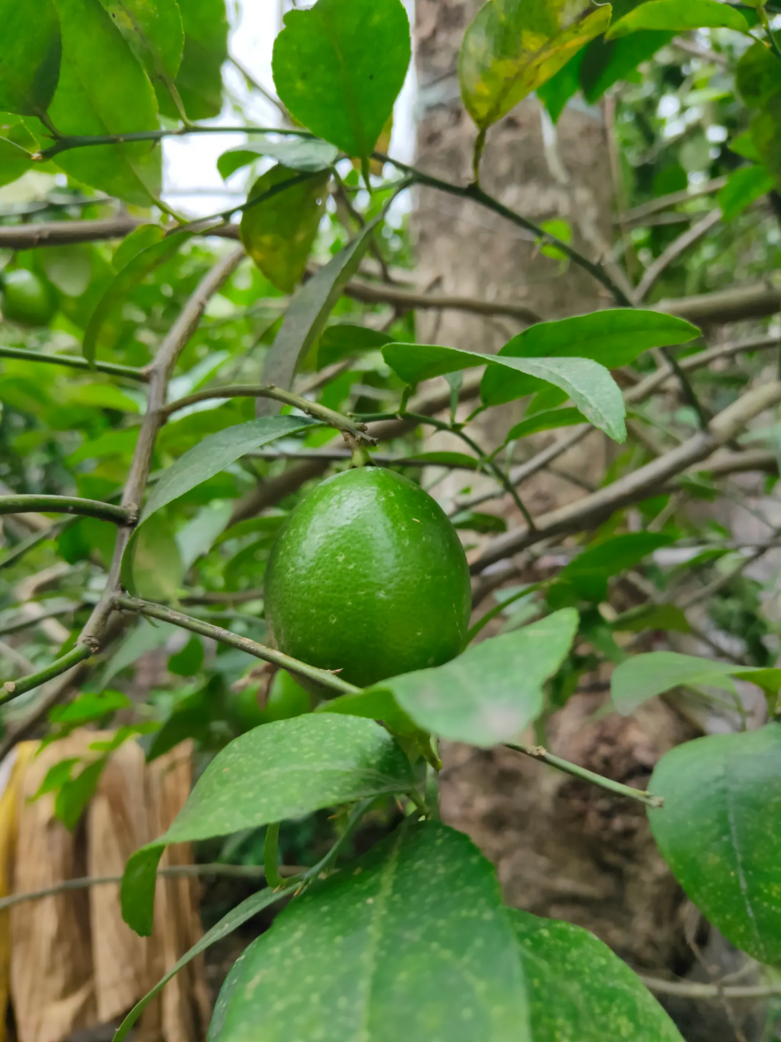Lemon (Citrus Limon Cv.) — They prefer well-draining; tree for full