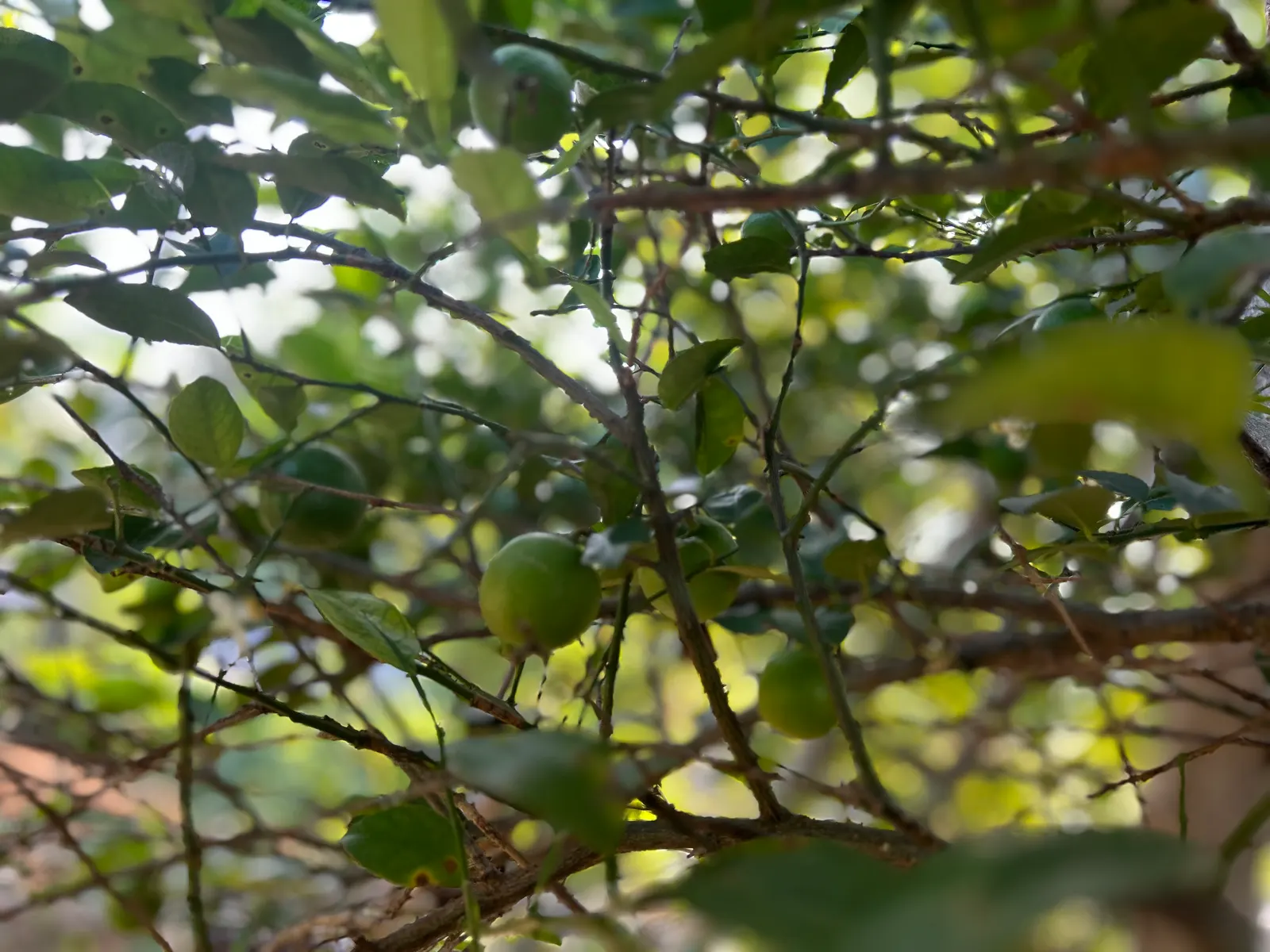Lemon (Citrus Limon Cv.) — Pruning is generally light, only required to remove dead wood and maintain the desired shape and structure