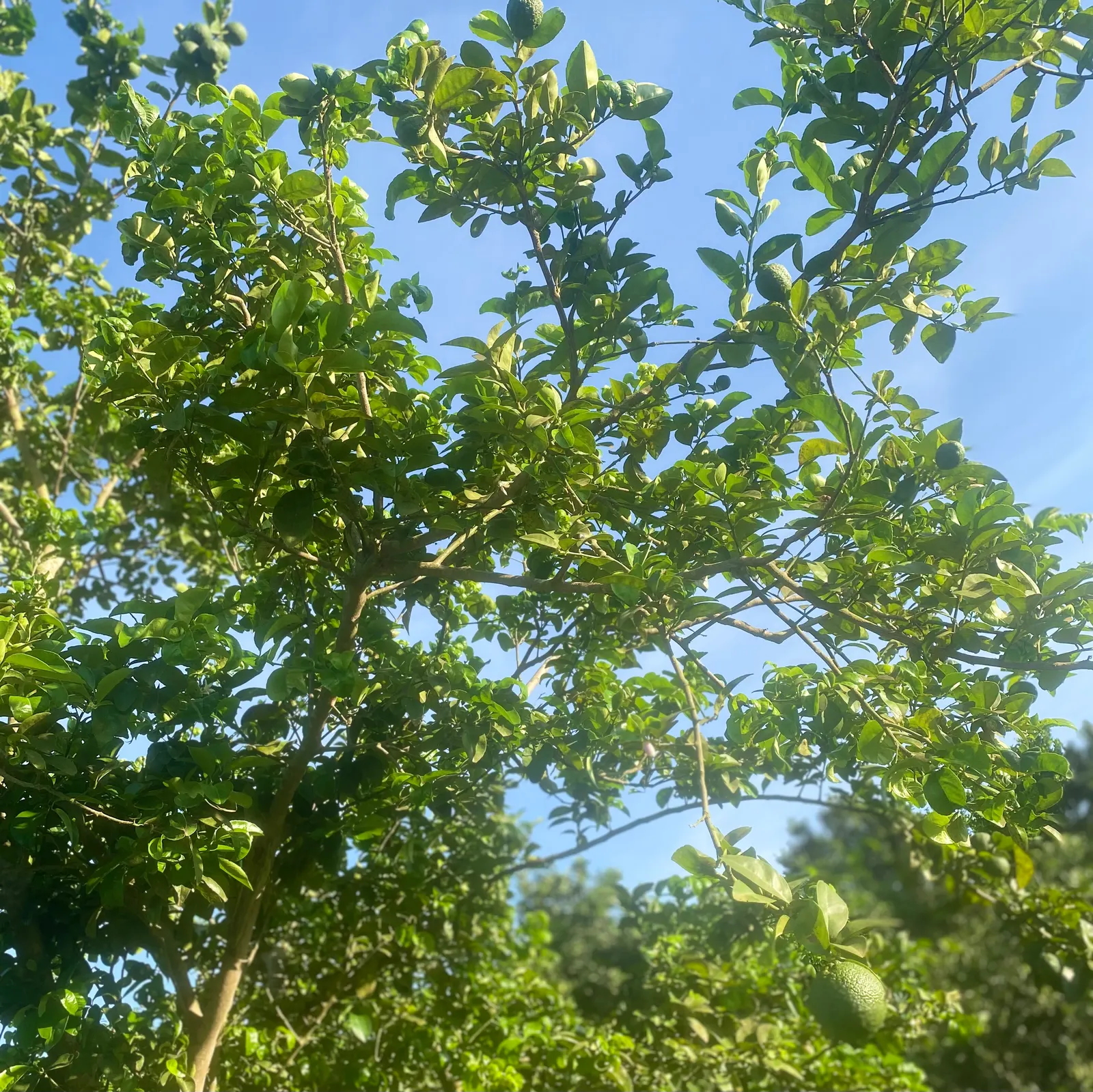 Lemon (Citrus Limon Cv.) — Lemon trees require full sun exposure for optimal growth and fruit production