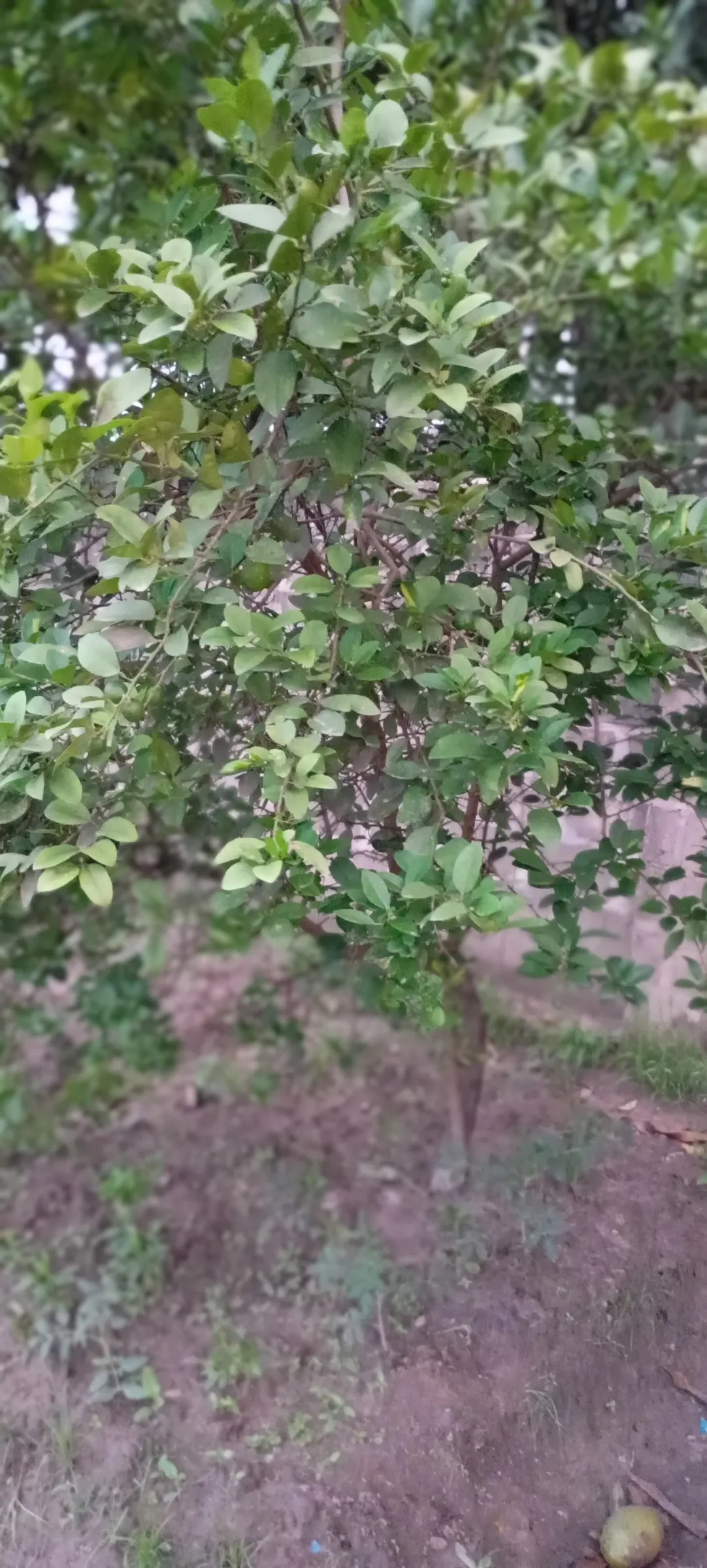 Lemon (Citrus Limon Cv.) — They prefer well-draining