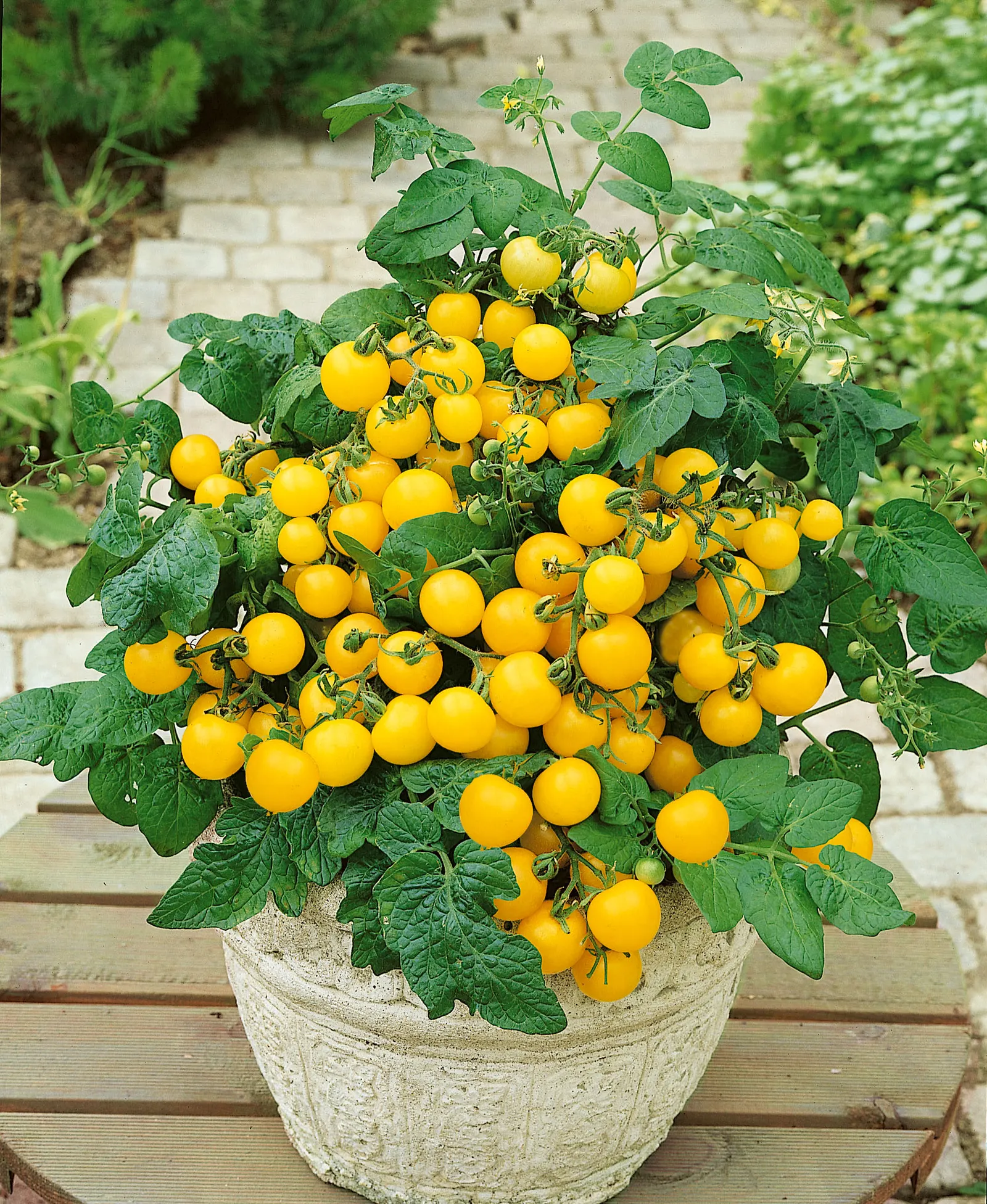 Patio Sunshine Cherry Tomato (Solanum lycopersicum) — It grows about 15-18 inches tall and 12-18 inches wide, forming a compact mound for pots and raised beds