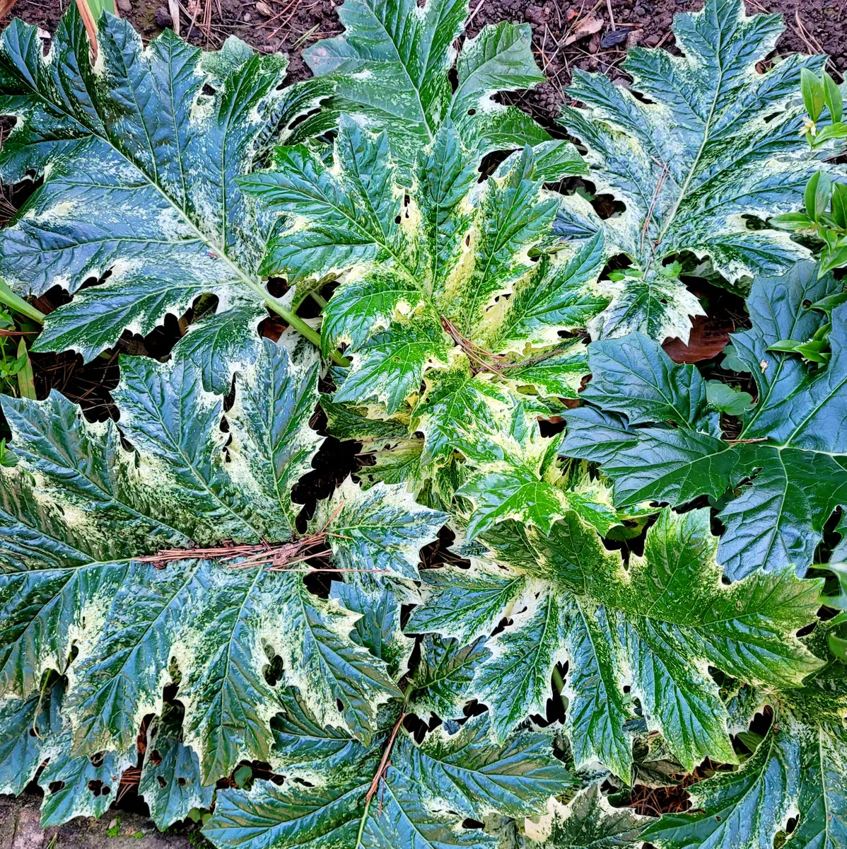 Variegated Bear's Breeches (Acanthus 'Whitewater') — Acanthus 'Whitewater' is a striking perennial