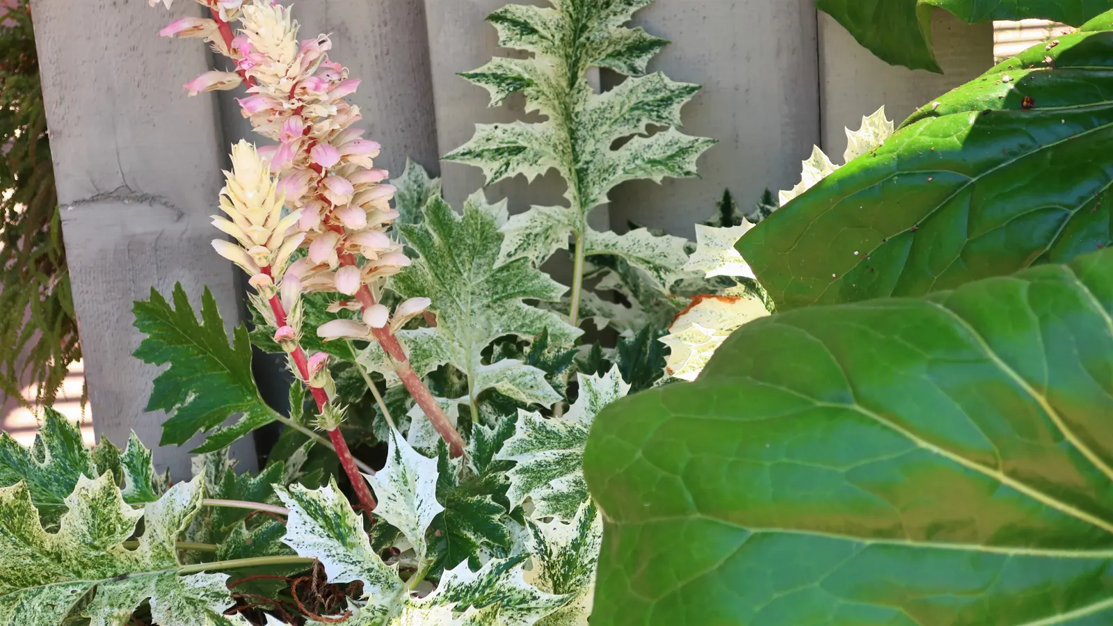 Variegated Bear's Breeches (Acanthus 'Whitewater') — commonly referred to as Variegated Bear's Breeches