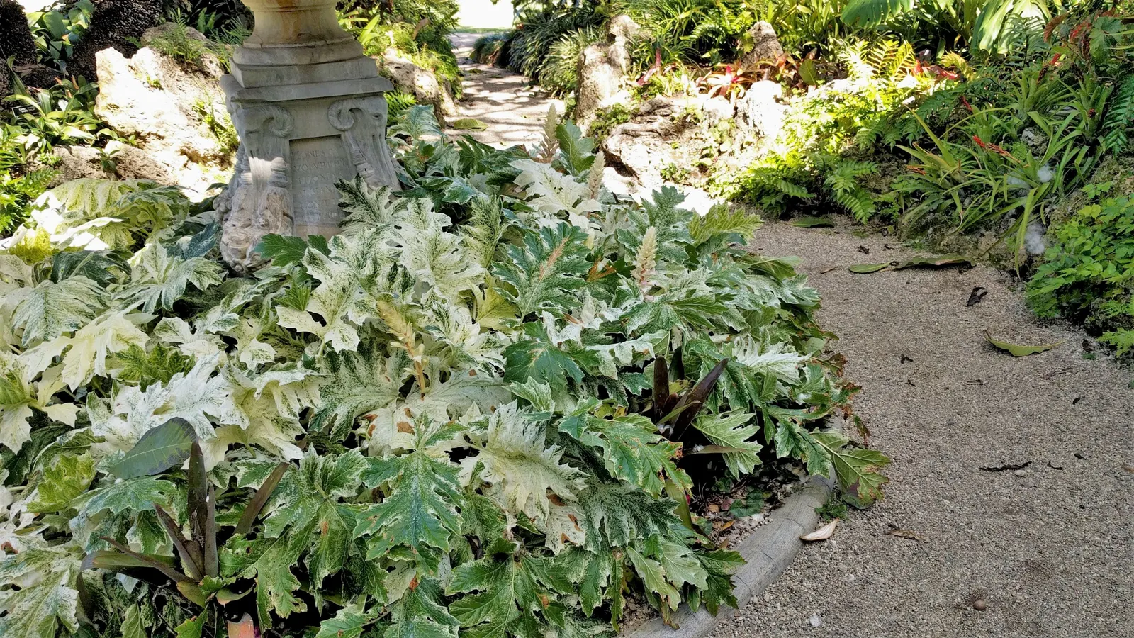 Variegated Bear's Breeches (Acanthus 'Whitewater') — This cultivar can reach 3 to 4 feet in height and spread up to 3 feet wide