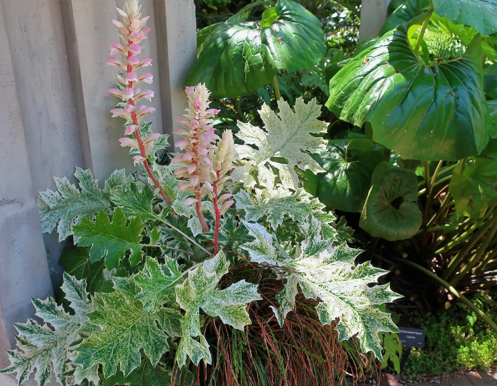 Variegated Bear's Breeches (Acanthus 'Whitewater') — Preferring partial shade, it's an excellent choice for adding texture and dramatic flair to any garden