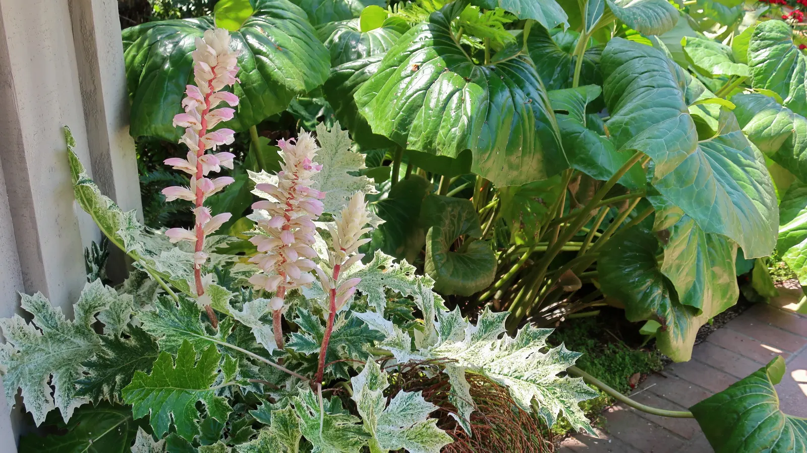 Variegated Bear's Breeches (Acanthus 'Whitewater') — variegated leaves with splashes of white and cream