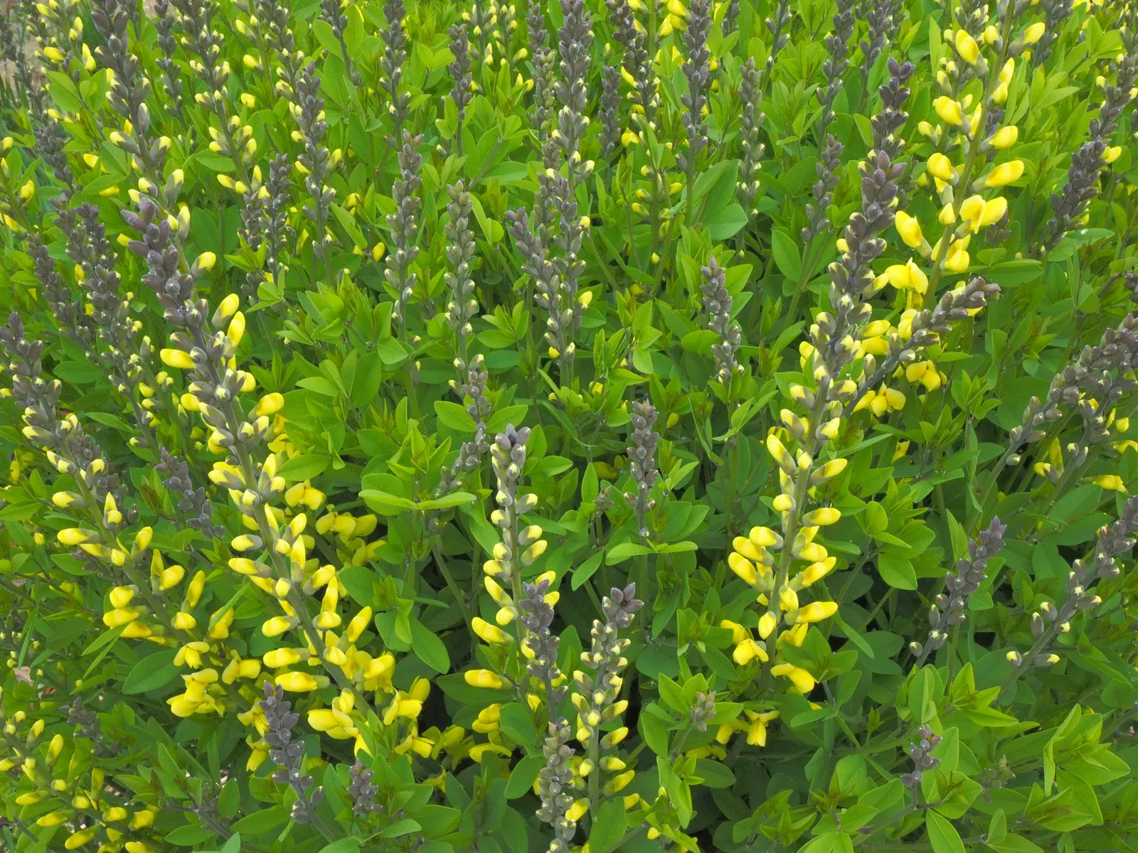 Lemon Meringue False Indigo (Baptisia 'Lemon Meringue') — offering vibrant yellow flower spikes above blue-green foliage