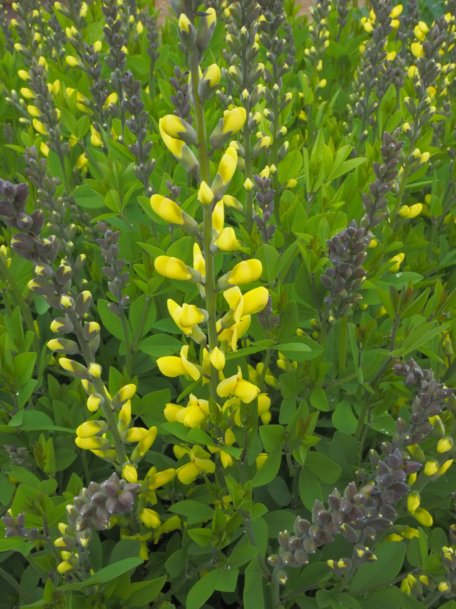 Lemon Meringue False Indigo (Baptisia 'Lemon Meringue') — The Baptisia 'Lemon Meringue' is a striking perennial