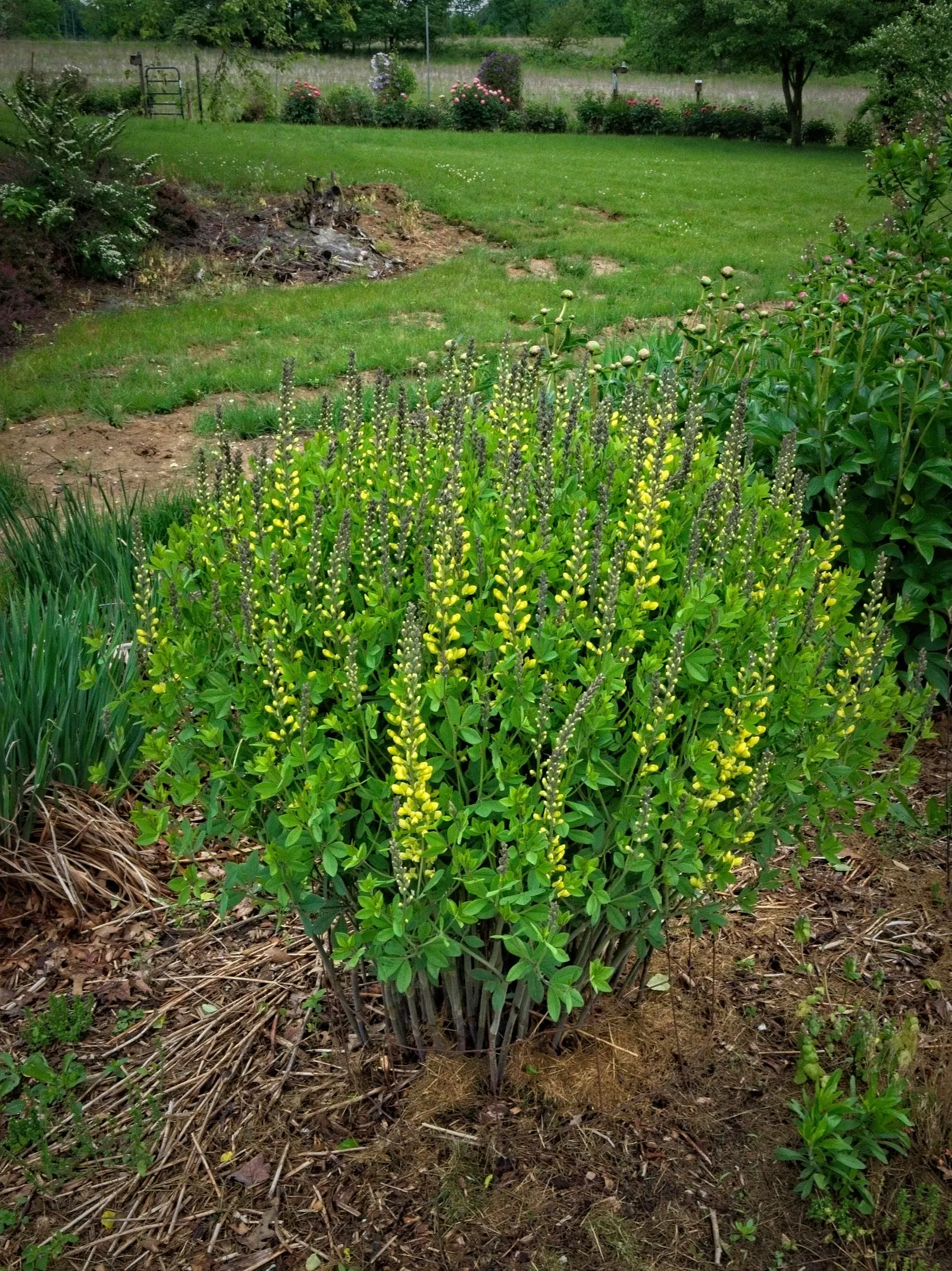 Lemon Meringue False Indigo (Baptisia 'Lemon Meringue') — Ideal for USDA zones 4-9, it thrives in full sun to partial shade and requires well-drained soil