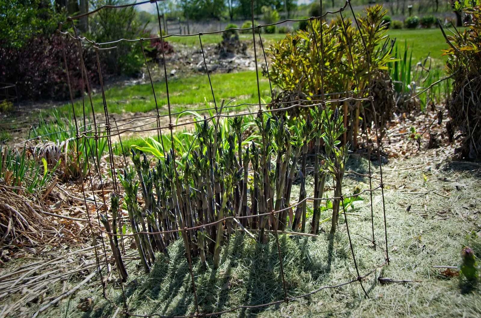 Lemon Meringue False Indigo (Baptisia 'Lemon Meringue') — Maturing at 3 feet in height with a 3-foot spread