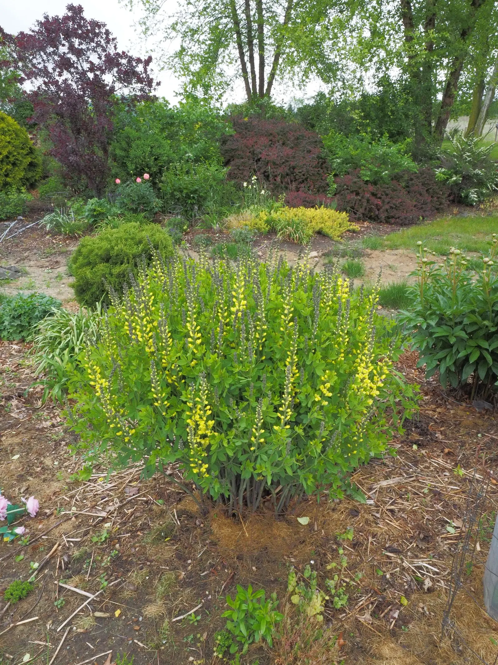 Lemon Meringue False Indigo (Baptisia 'Lemon Meringue') — this hardy and low-maintenance plant adds a splash of color to any landscape