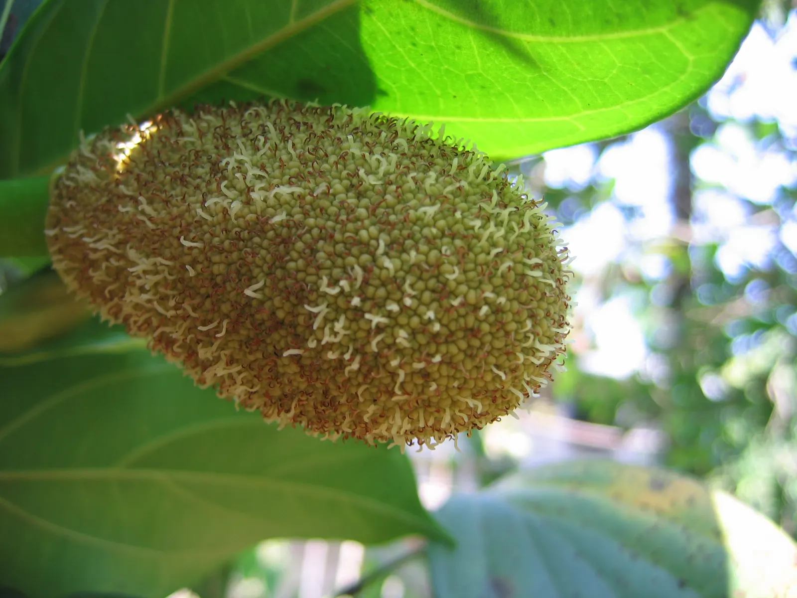 Jackfruit (Artocarpus Heterophyllus) — so space accordingly and be mindful of its extensive root system when planting near structures or pavement