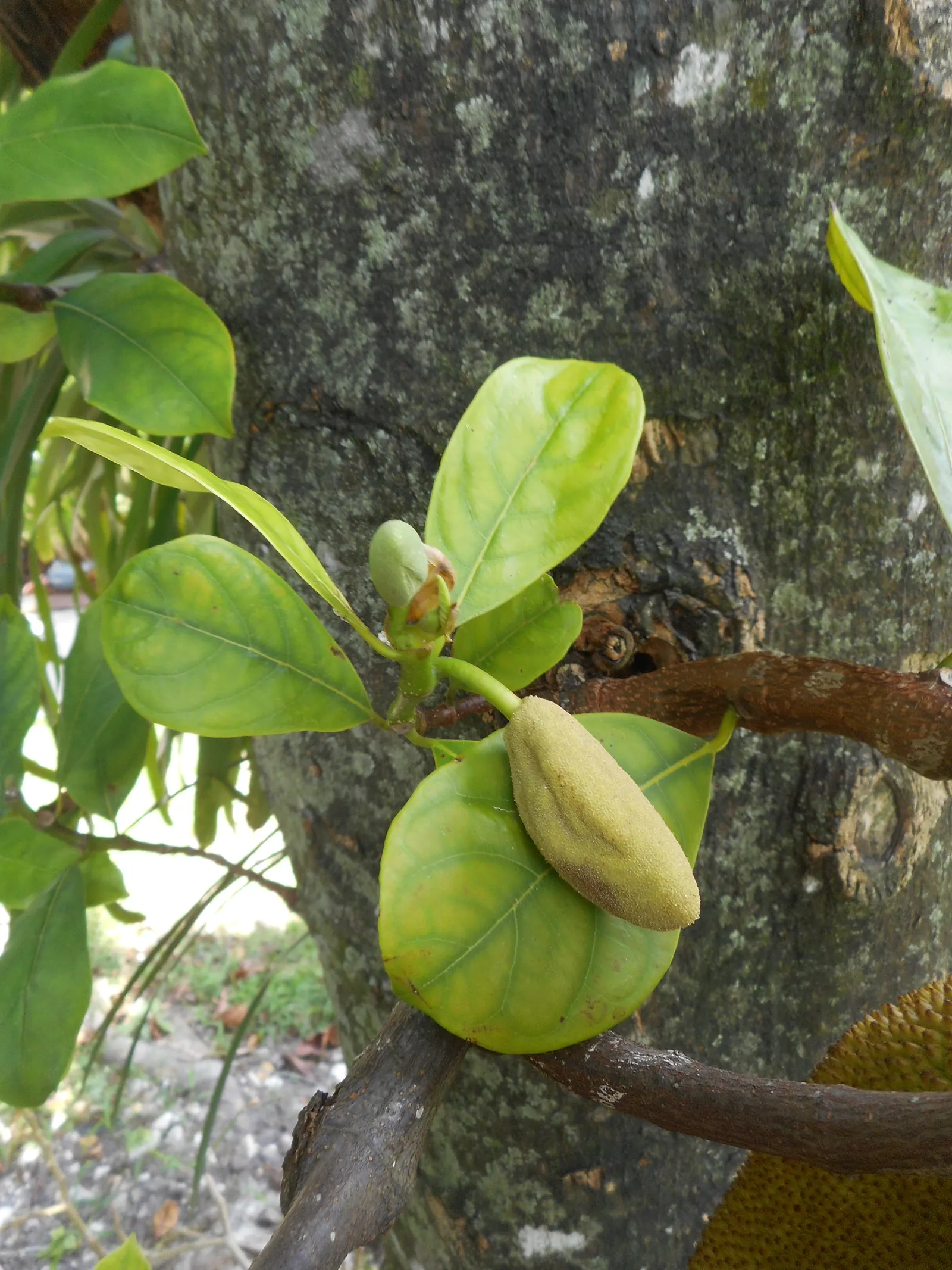Jackfruit (Artocarpus Heterophyllus) — delectable fruit and strikingly beautiful foliage; the Jackfruit (Artocarpus heterophyllus) is an exotic tropical tree