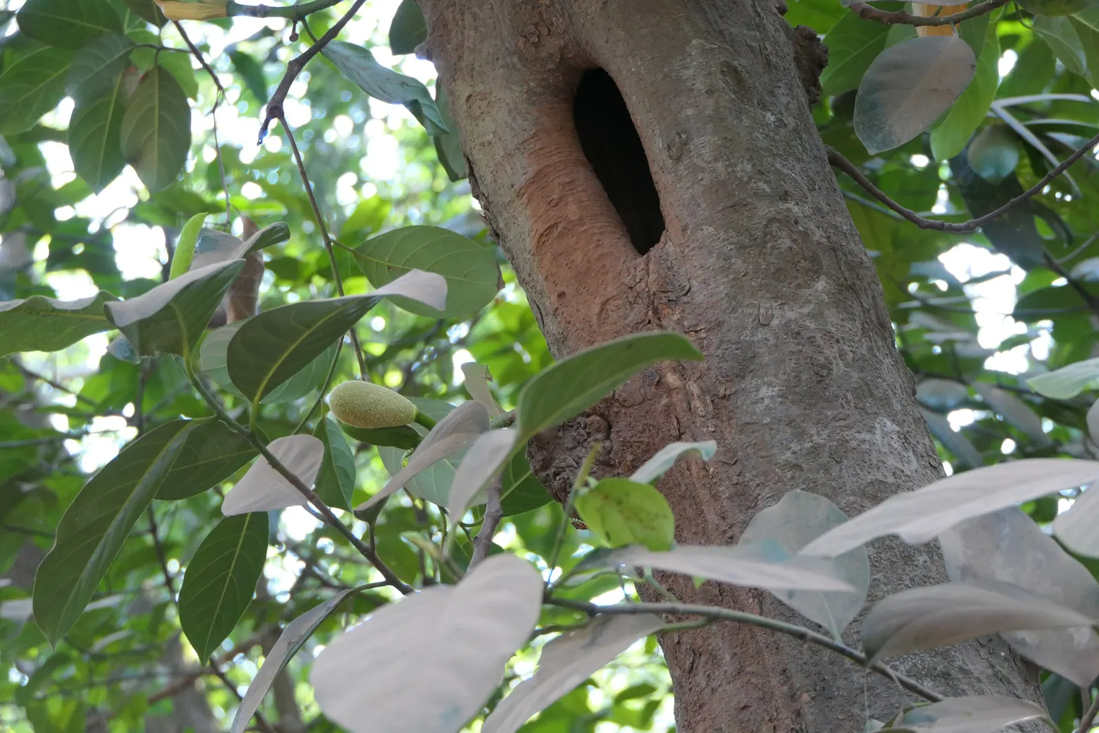 Jackfruit (Artocarpus Heterophyllus) — its flesh is sweet and aromatic